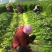 河南鹿邑芹菜西芹产地一手货源量大从优实力代发全国商