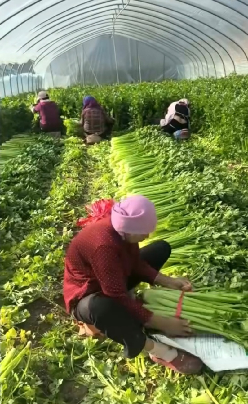 河南鹿邑芹菜西芹产地一手货源量大从优实力代发全国商