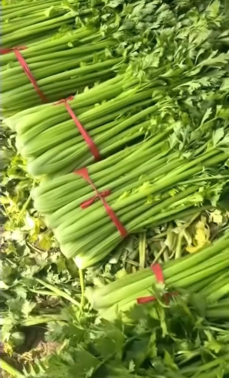河南鹿邑芹菜西芹产地一手货源量大从优实力代发全国商
