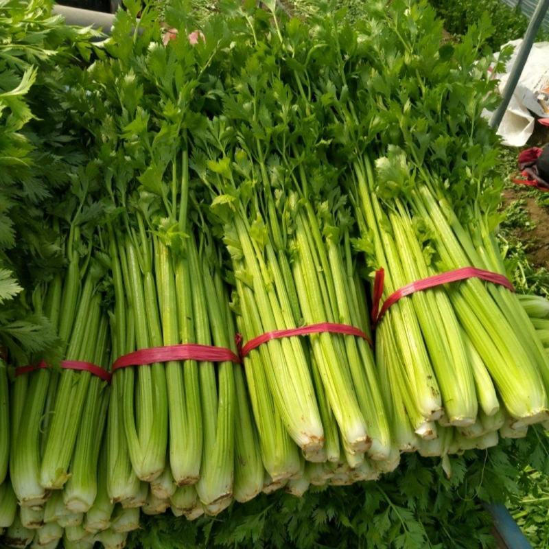 河南鹿邑芹菜西芹产地一手货源量大从优实力代发全国商