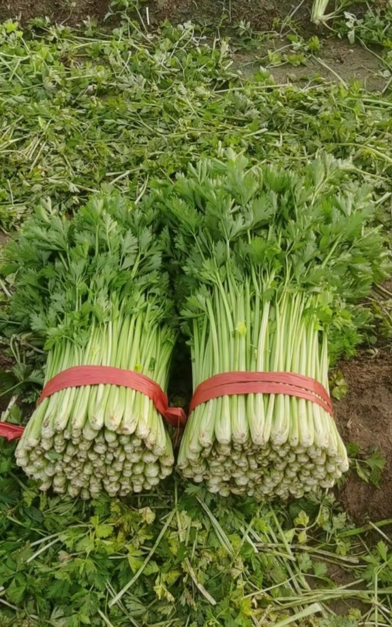 河南鹿邑芹菜西芹产地一手货源量大从优实力代发全国商