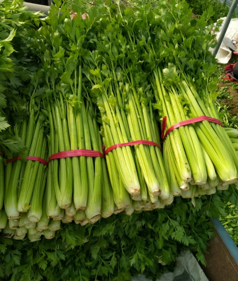 河南鹿邑芹菜西芹产地一手货源量大从优实力代发全国商