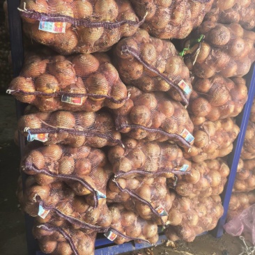 大黄洋葱