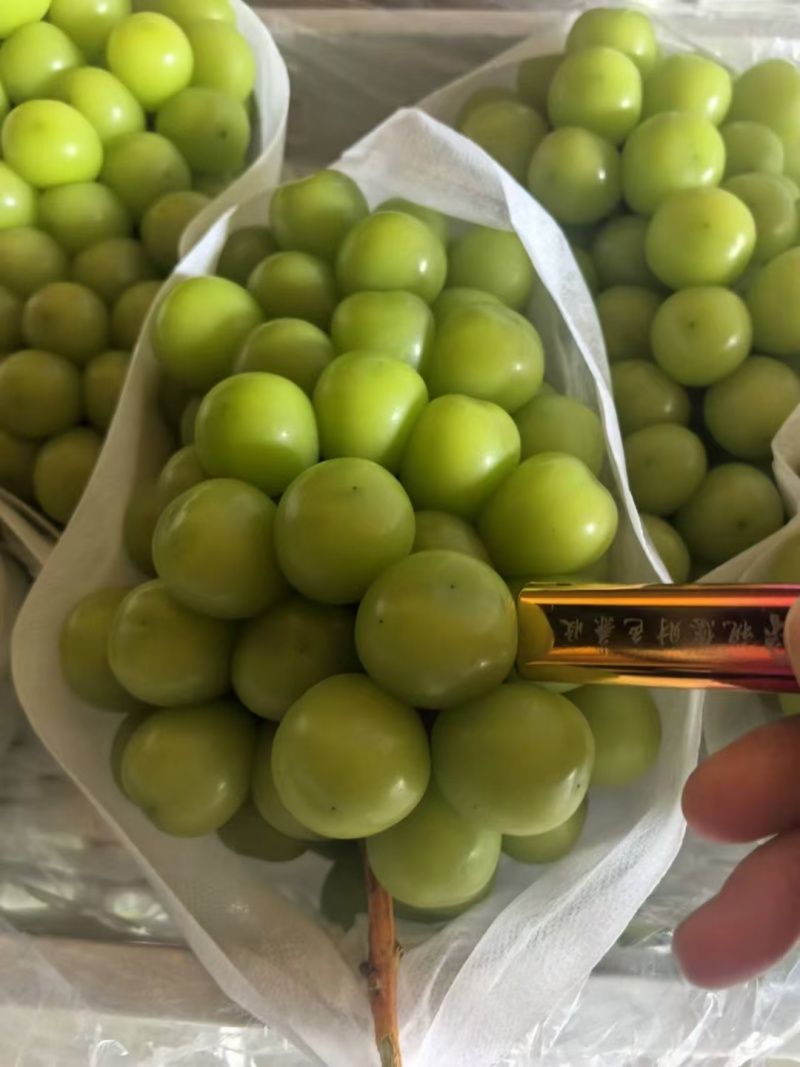 阳光玫瑰辽南产区大量成熟上市欢迎询问