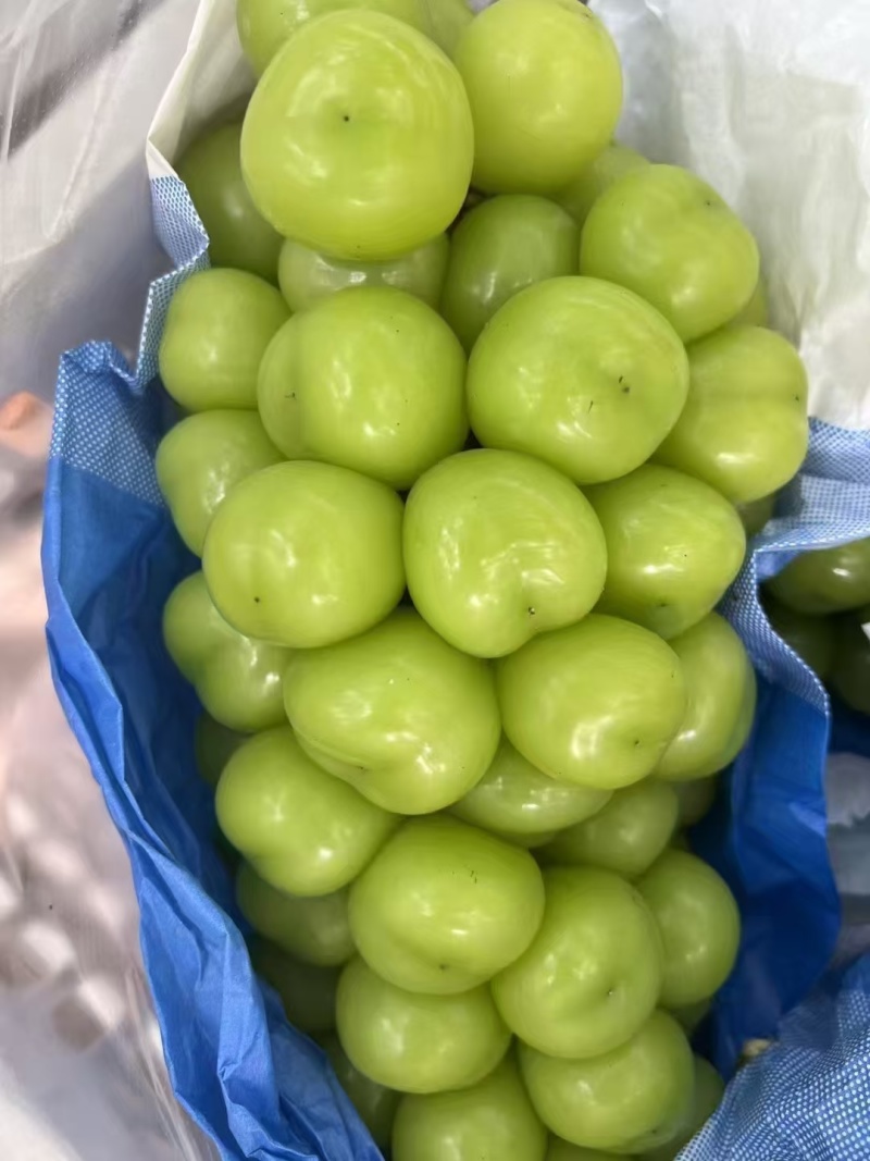 阳光玫瑰辽南产区大量成熟上市欢迎询问