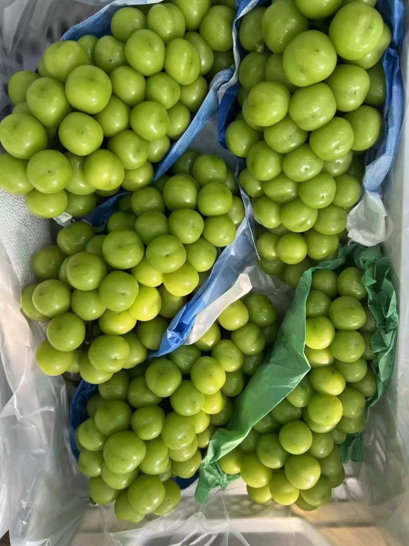 阳光玫瑰辽南产区大量成熟上市欢迎询问