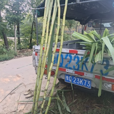 水果甘蔗，黄金玻璃脆果蔗