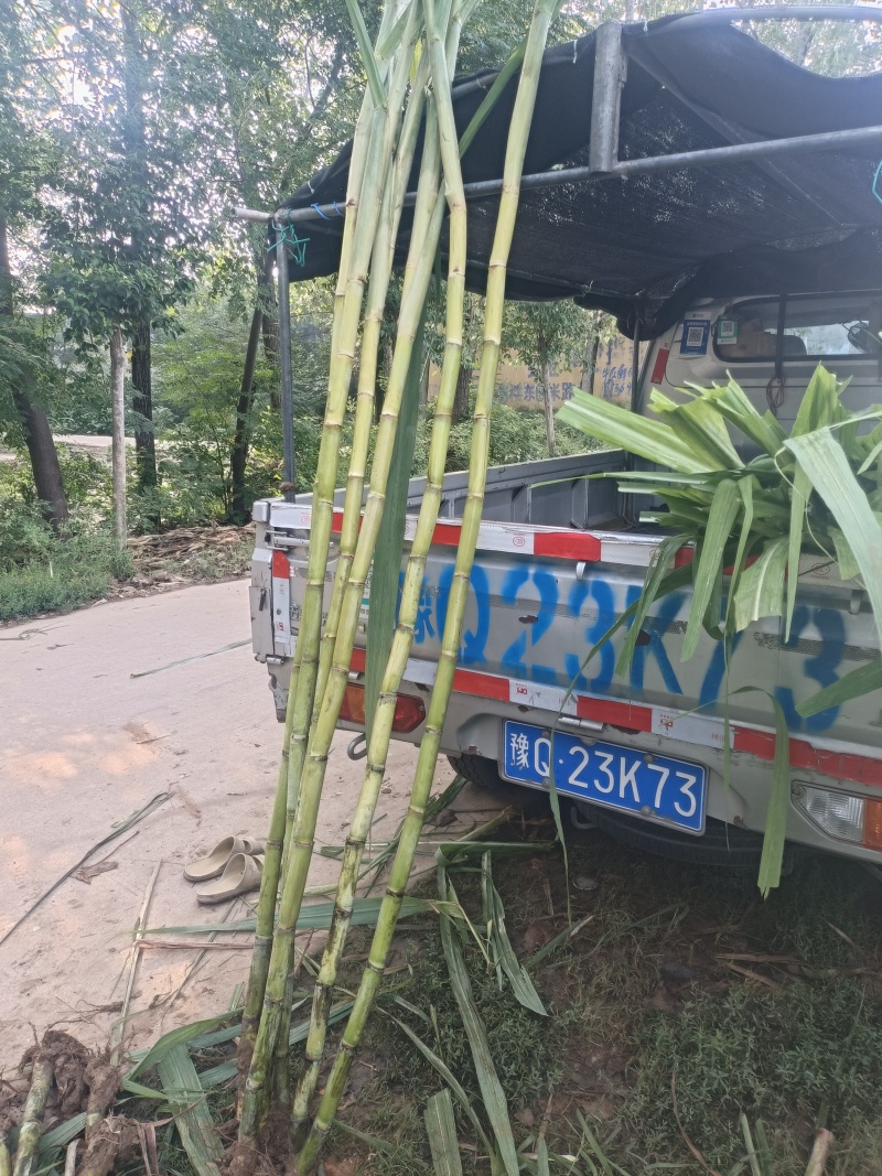 水果甘蔗，黄金玻璃脆果蔗