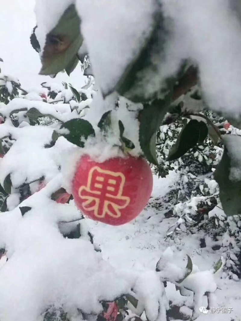 甘肃静宁红富士