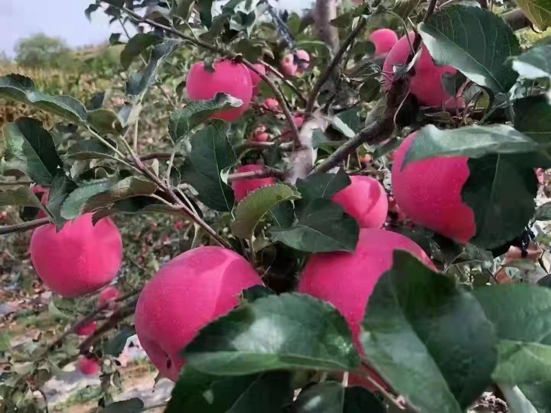 甘肃静宁红富士