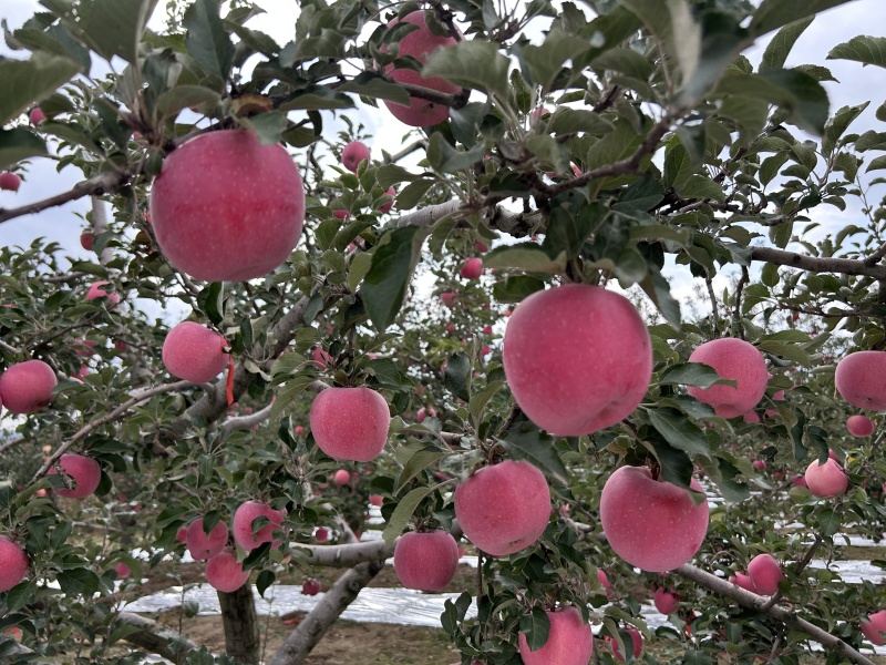 甘肃静宁红富士