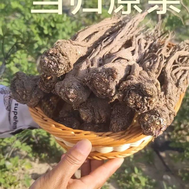 甘肃无硫当归，自然风干！自产自销，品质保证欢迎联系