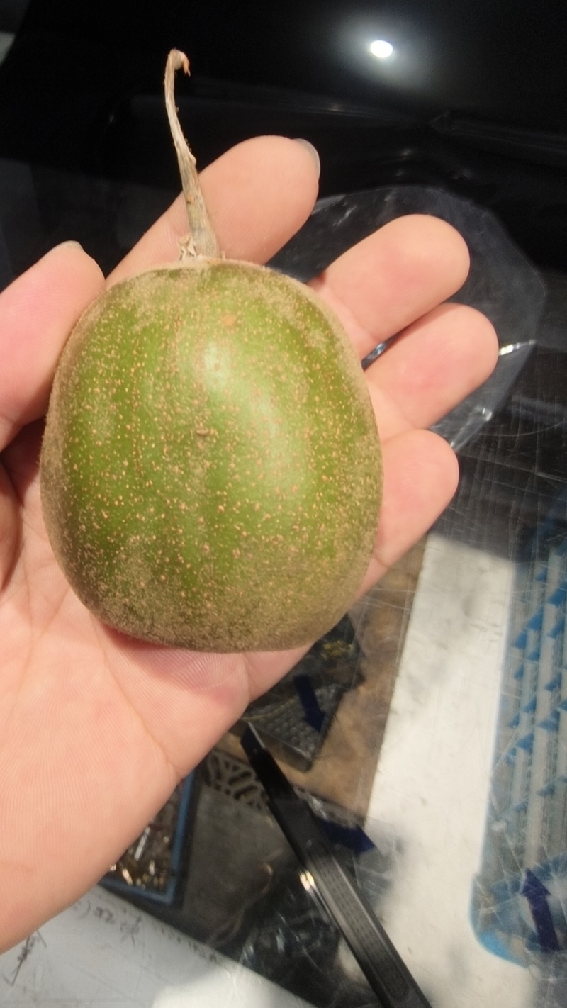 泰顺红心猕猴桃