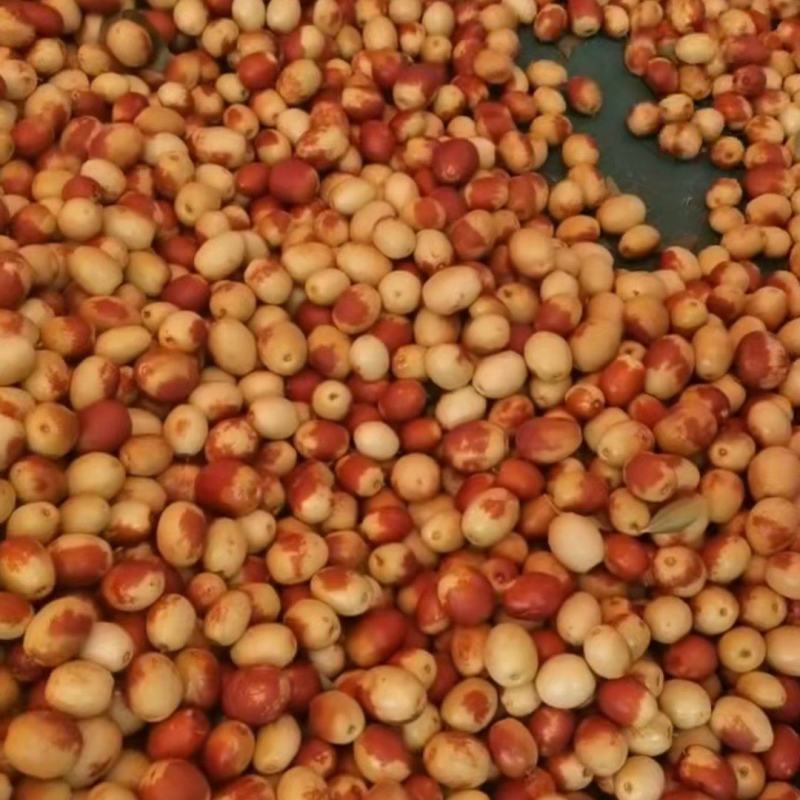 沧州金丝脆枣