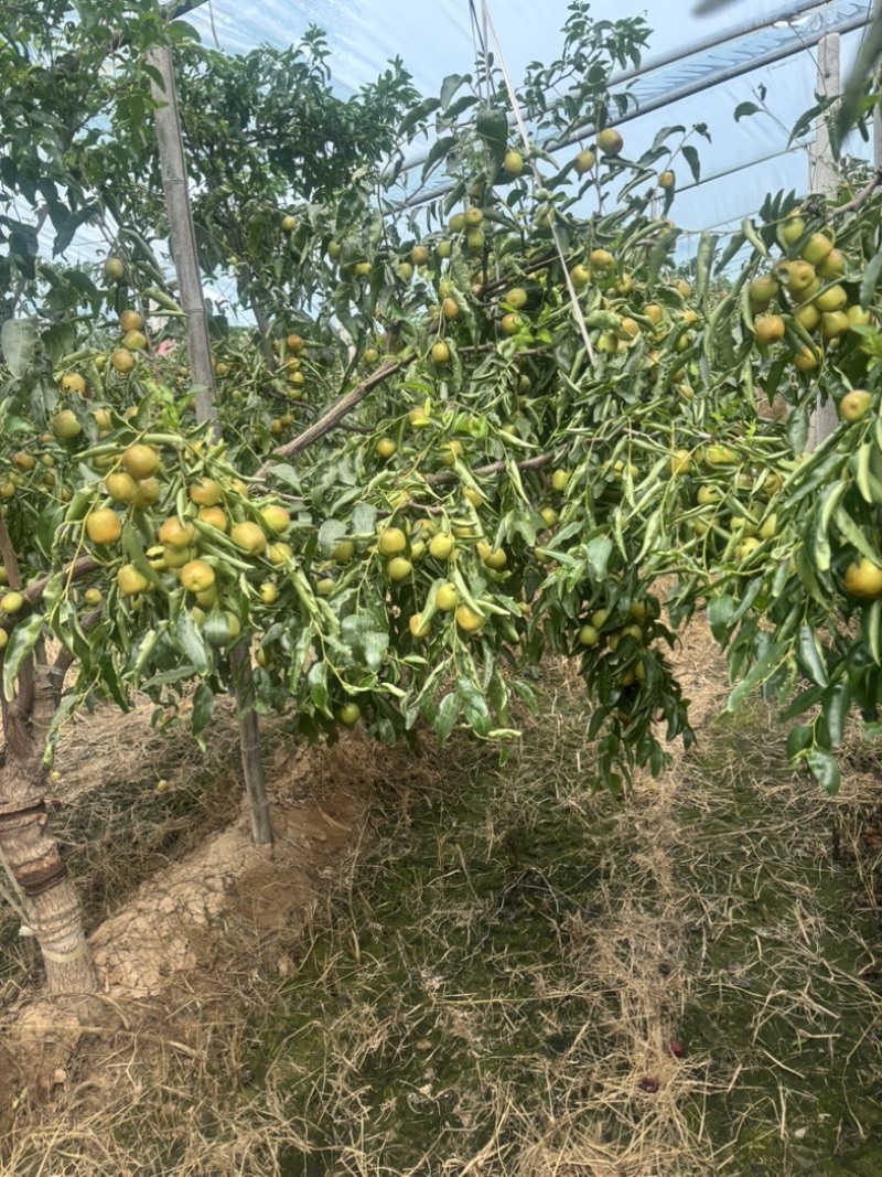 大荔冬枣