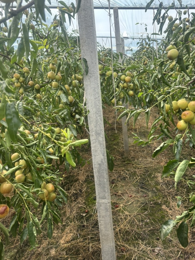 大荔冬枣