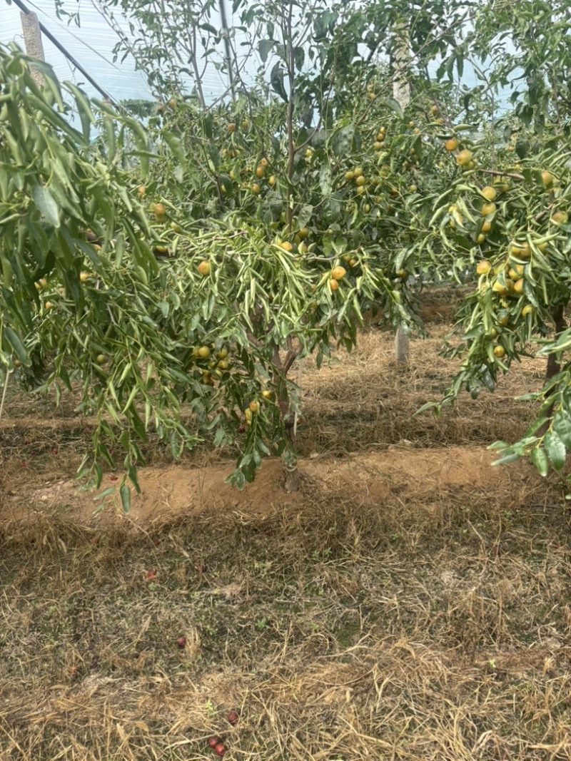 大荔冬枣