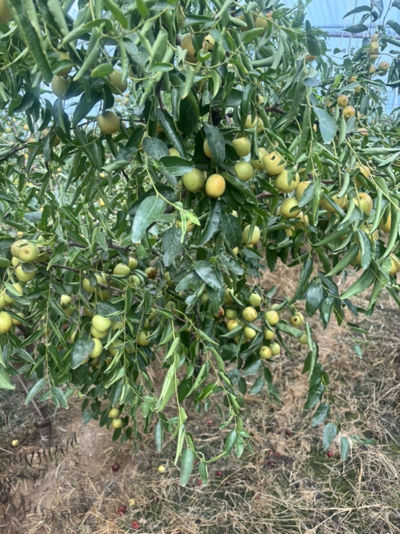 大荔冬枣