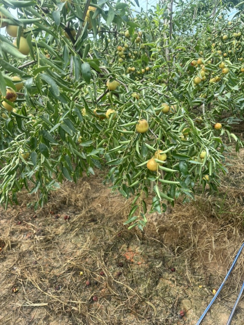 大荔冬枣