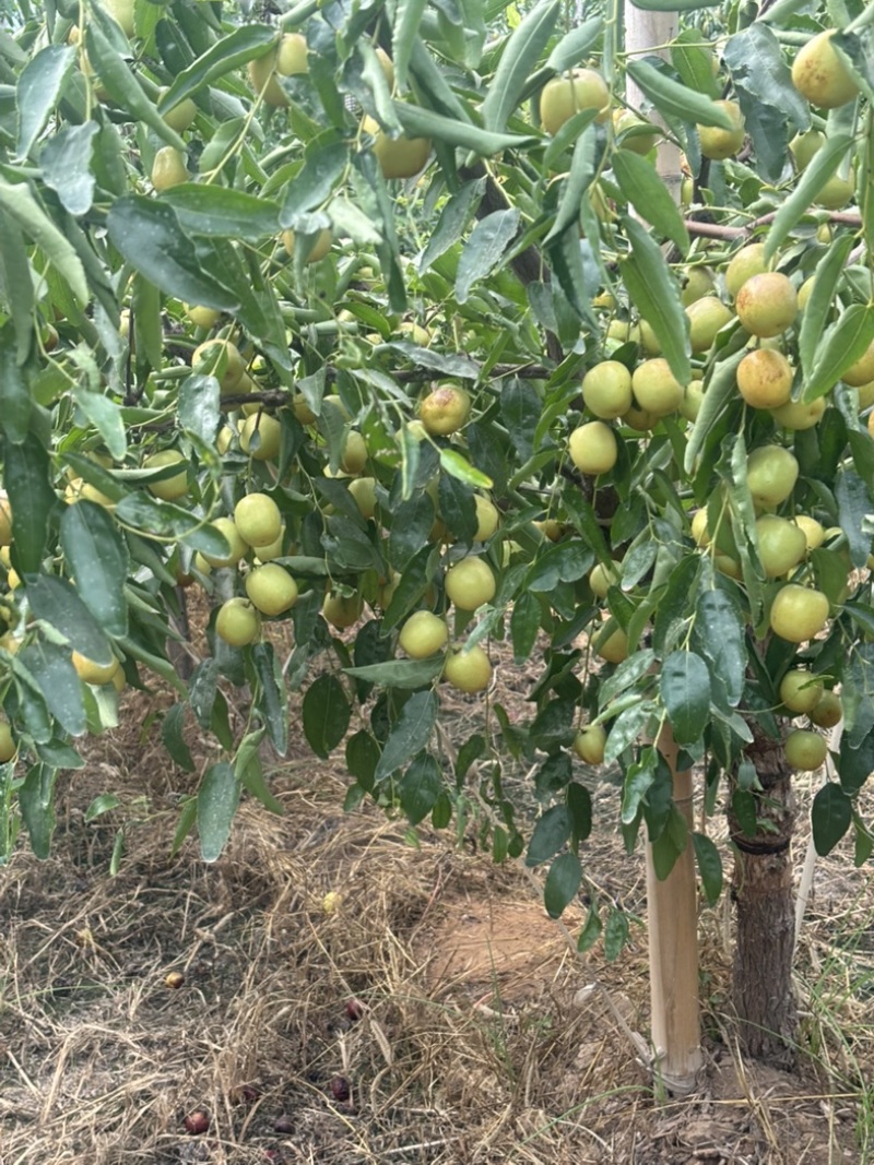 大荔冬枣