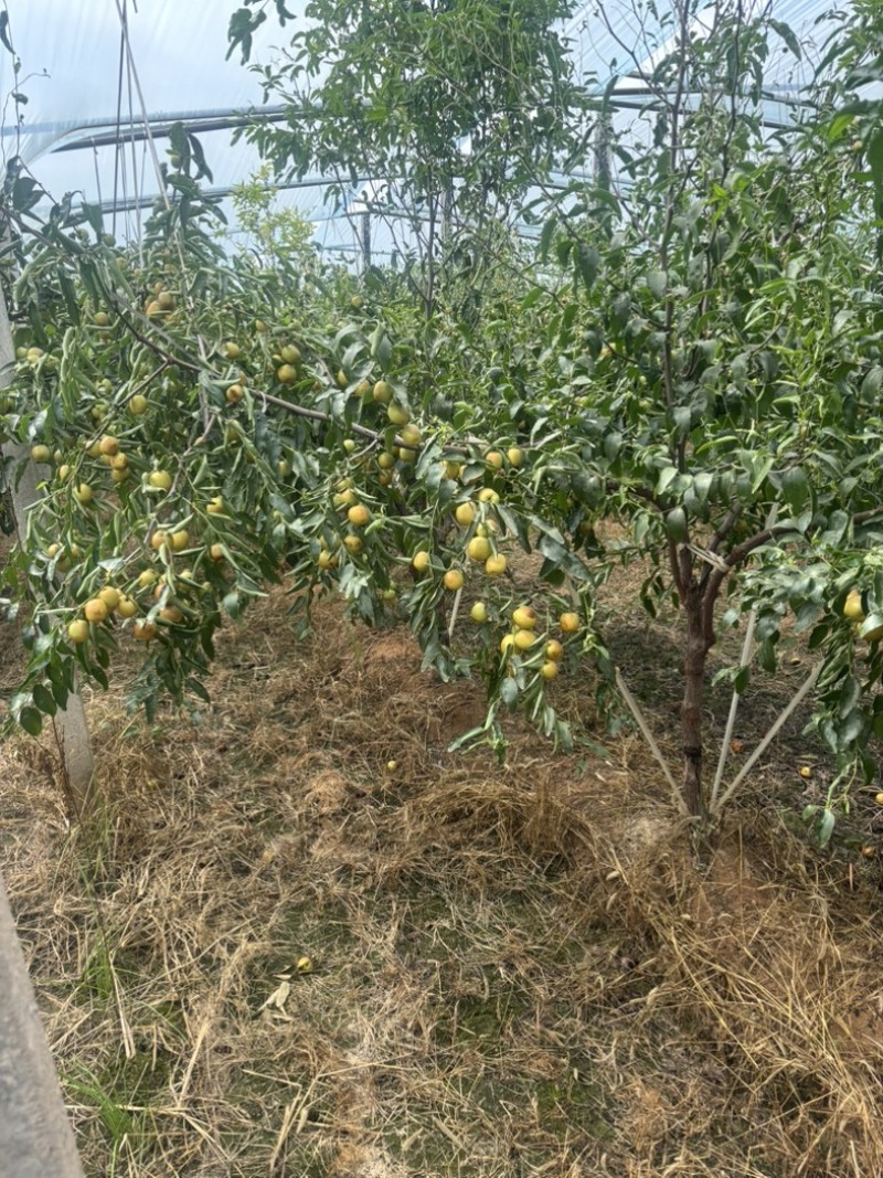 大荔冬枣