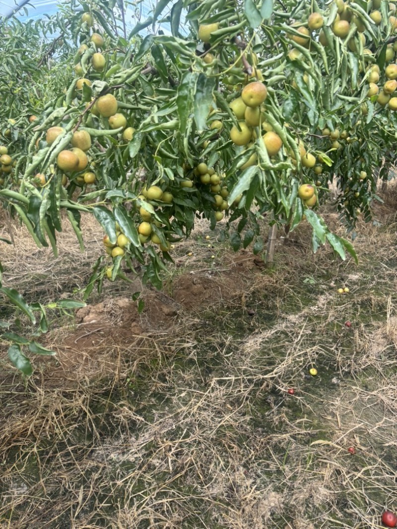 大荔冬枣