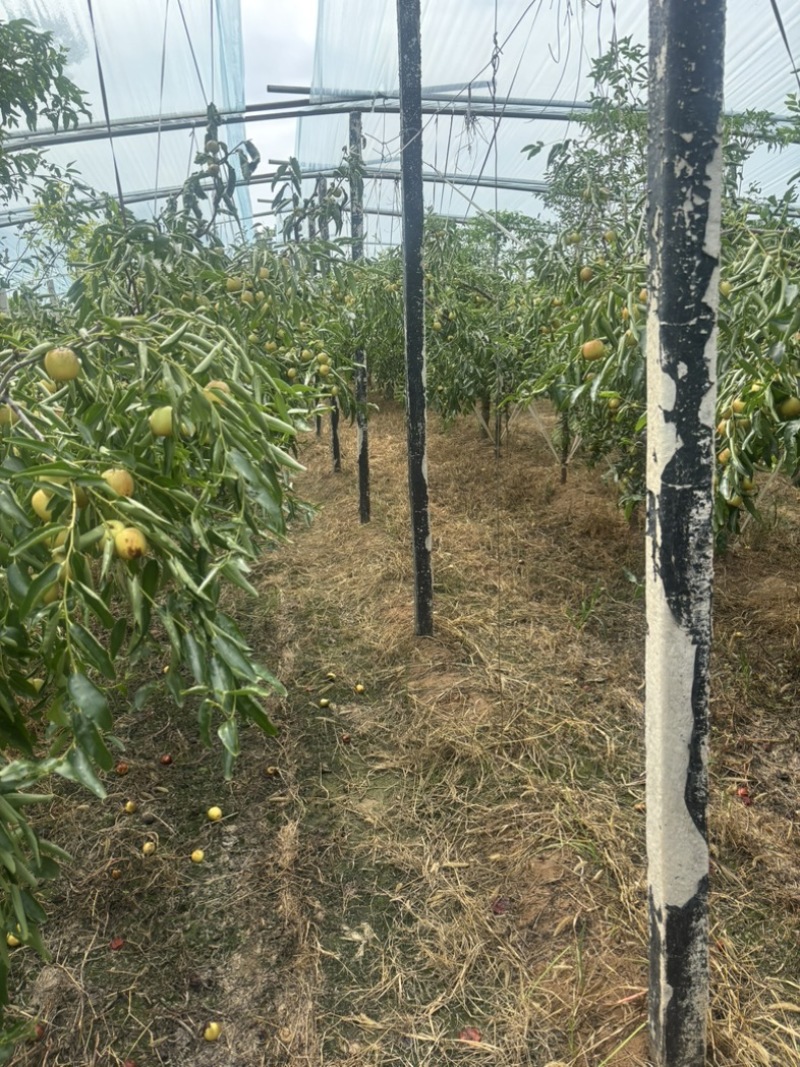 大荔冬枣