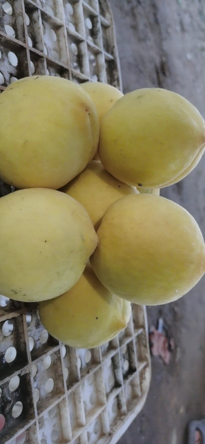 永连蜜桃