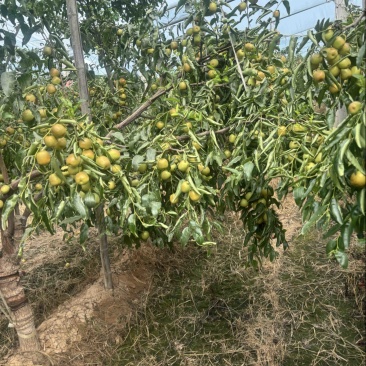 大荔冬枣