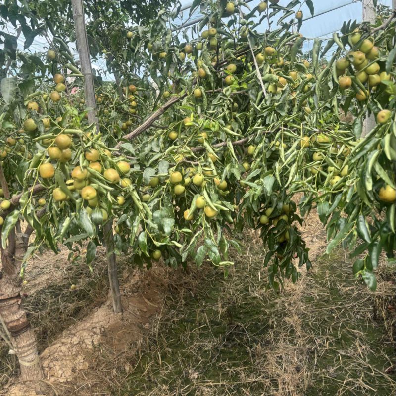 大荔冬枣