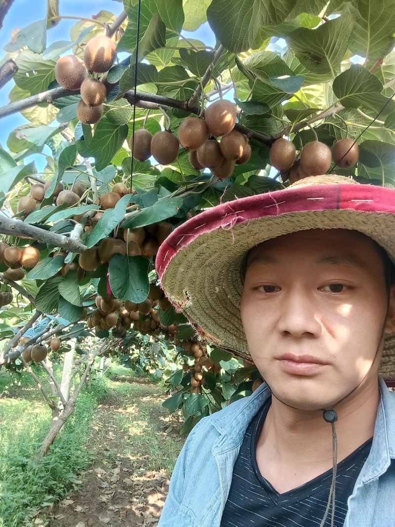 自家果园徐香猕猴桃出售