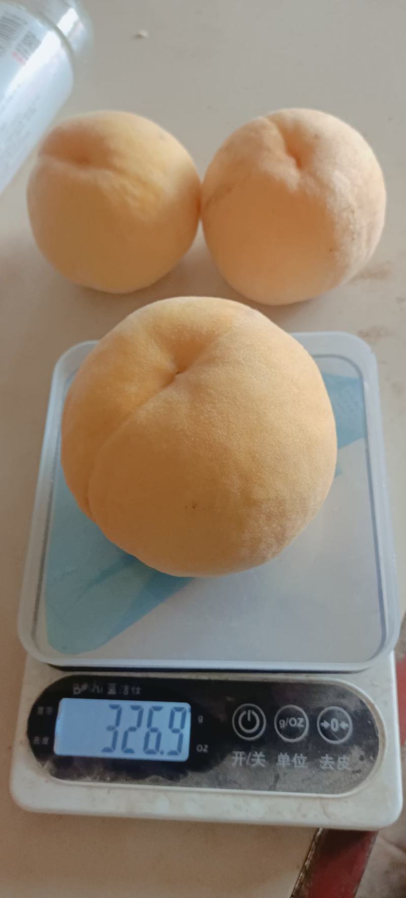 黄桃！优质黄桃、果个半斤起步，产地果园直供。