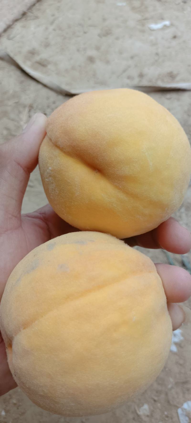 黄桃！优质黄桃、果个半斤起步，产地果园直供。