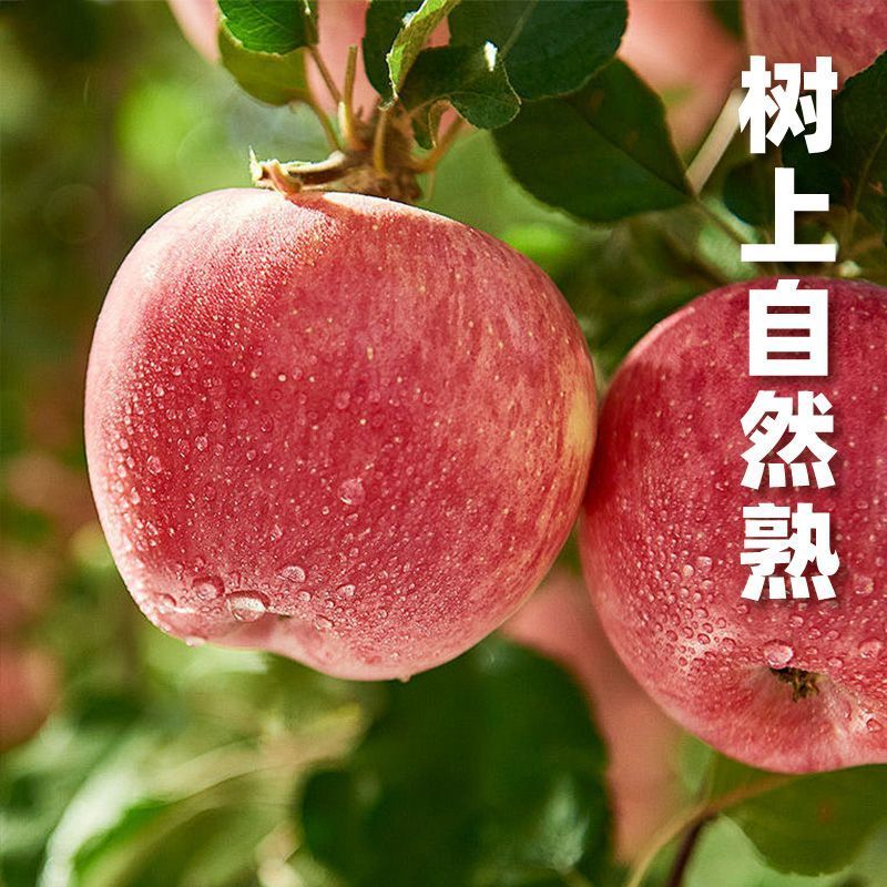 富士苹果个大饱满产地直发新鲜采摘规格齐全质量保证