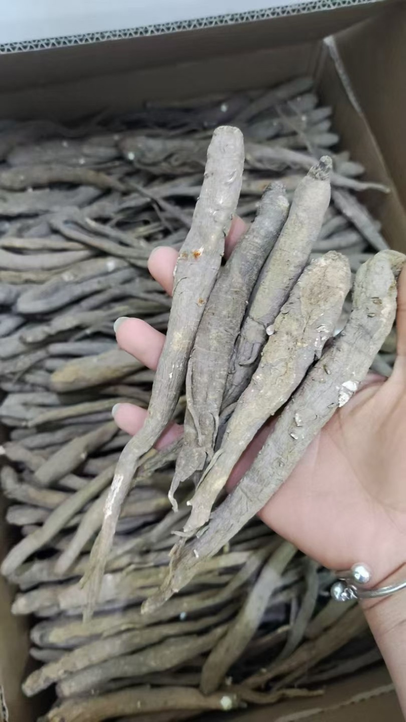 甜当归丽江甜当归高原独角当归阿坝地区批发自然晒干很粗大货