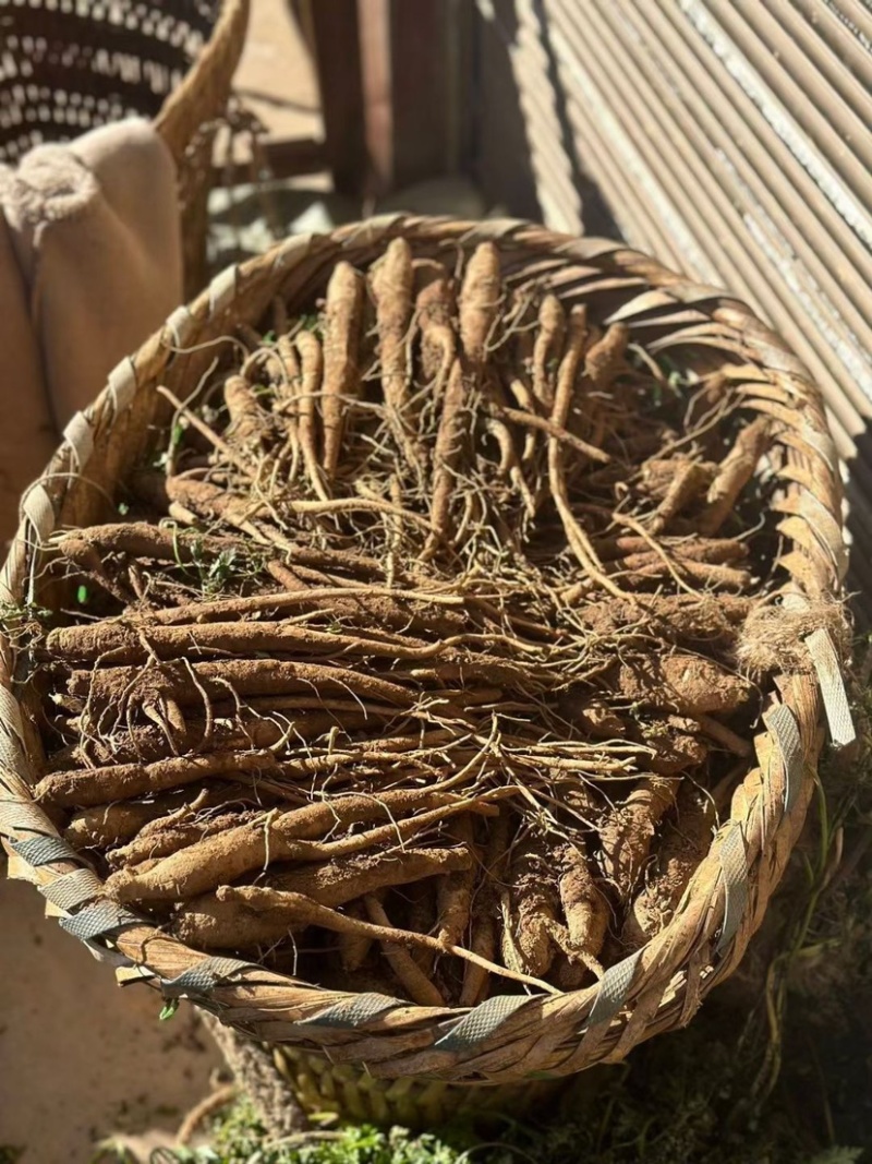 甜当归丽江甜当归高原独角当归阿坝地区批发自然晒干很粗大货