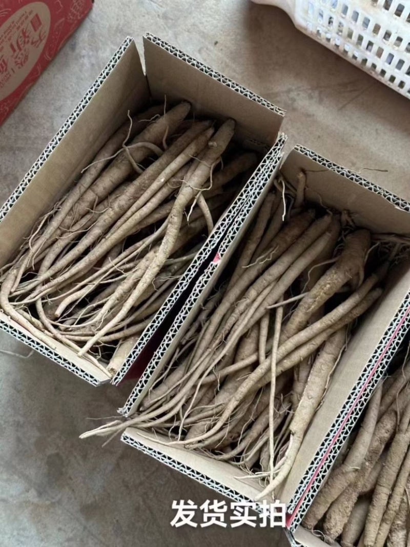 甜当归丽江甜当归高原独角当归阿坝地区批发自然晒干很粗大货