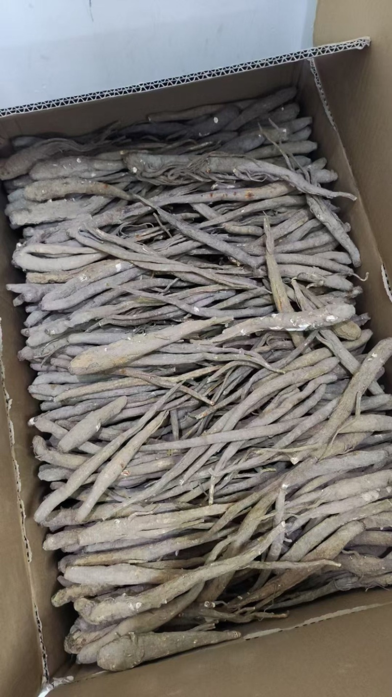 甜当归丽江甜当归高原独角当归阿坝地区批发自然晒干很粗大货