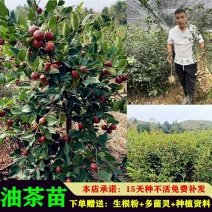 油茶苗高产嫁接苗量大从优假一赔十死苗包赔