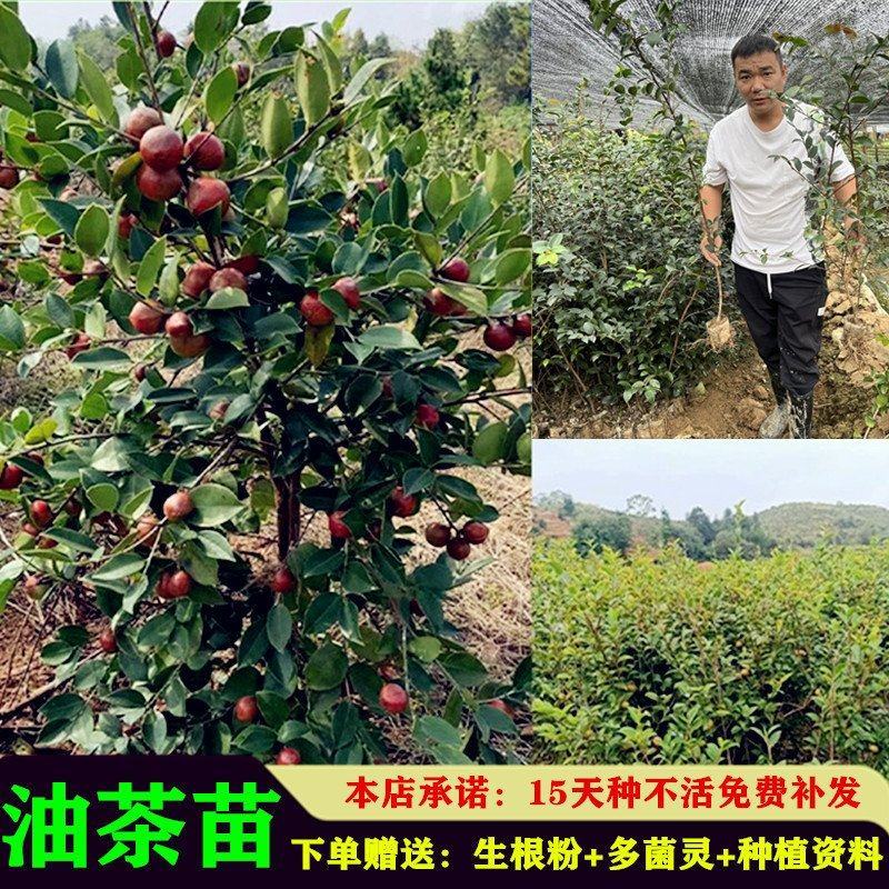 油茶苗高产嫁接苗量大从优假一赔十死苗包赔
