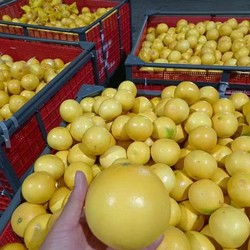 葡萄柚平和琯溪蜜柚一件代发大量供应可视频看货欢迎来