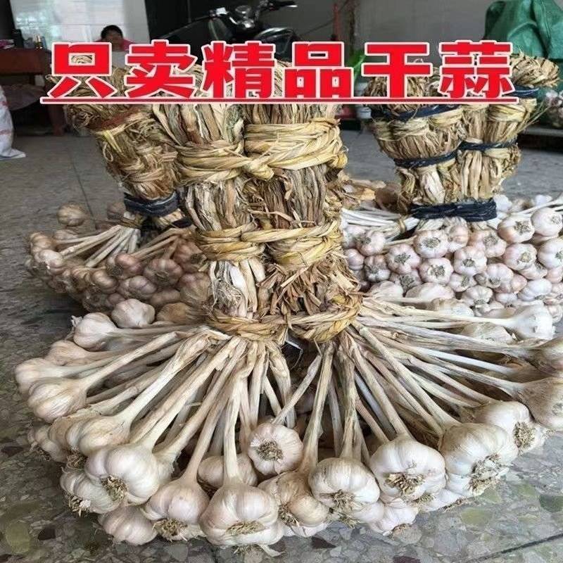 大蒜头种子