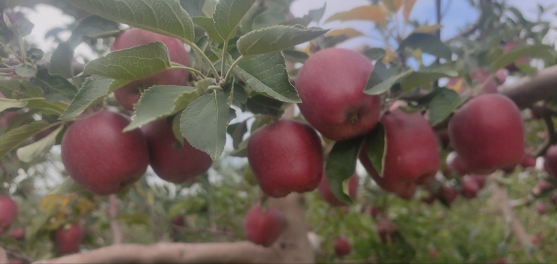 礼县优质花牛苹果货量充足量大从优