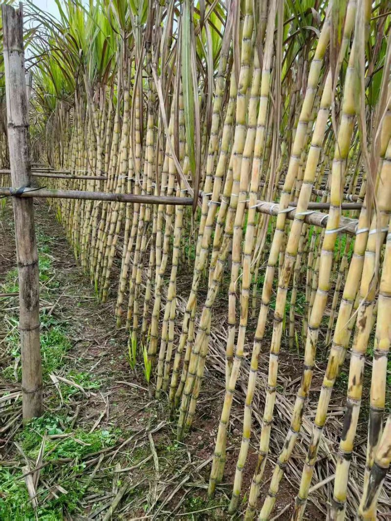 黄皮甘蔗大量上市产地直发保质保量服务周到