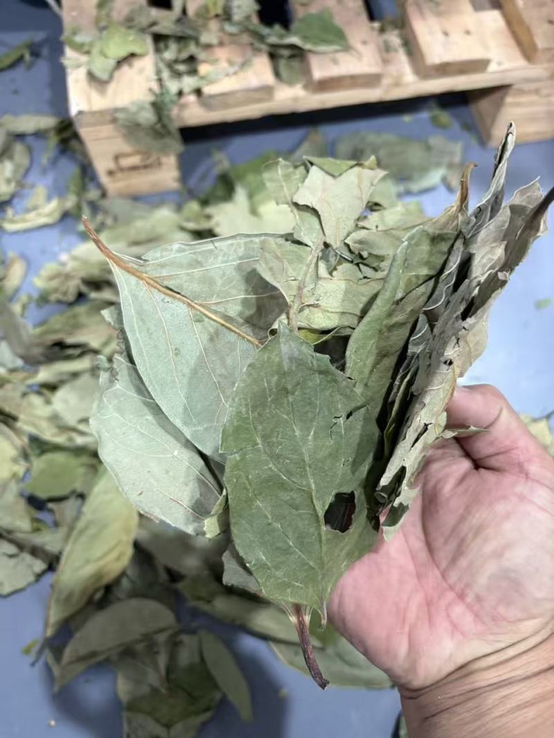 柿子叶颜色绿