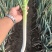 山东铁杆长白大葱