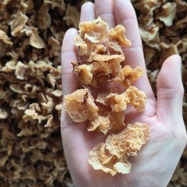 小碗羊肚耳精品羊肚耳小碗沙耳精品沙耳珍珠菌兔耳菌