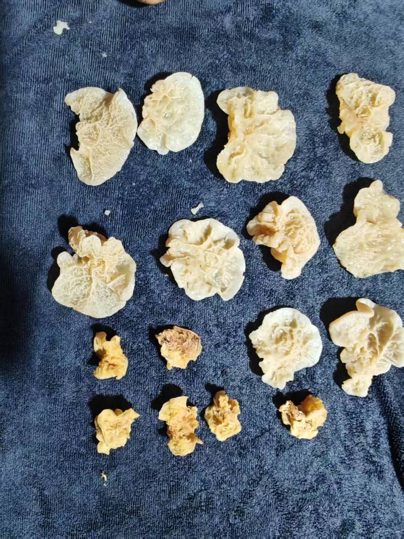 小碗羊肚耳精品羊肚耳小碗沙耳精品沙耳珍珠菌兔耳菌