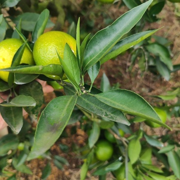 四川仁寿特早蜜桔，达芬，新津。果面干净，味道甜