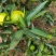 四川仁寿特早蜜桔，达芬，新津。果面干净，味道甜
